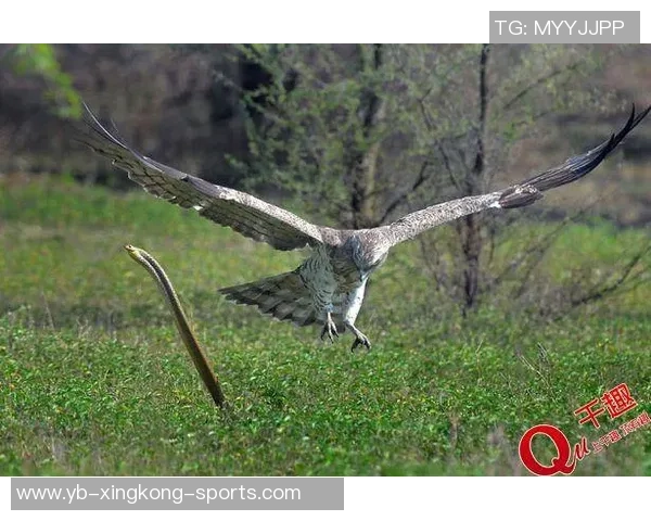 骑士老鹰末节激战平分秋色老鹰凭借7-0高潮逆转夺胜